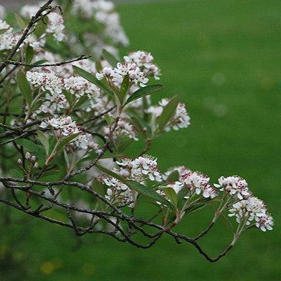 Aronia arbutifolia 'Brilliantissima' ~ Brilliantissima Chokeberry