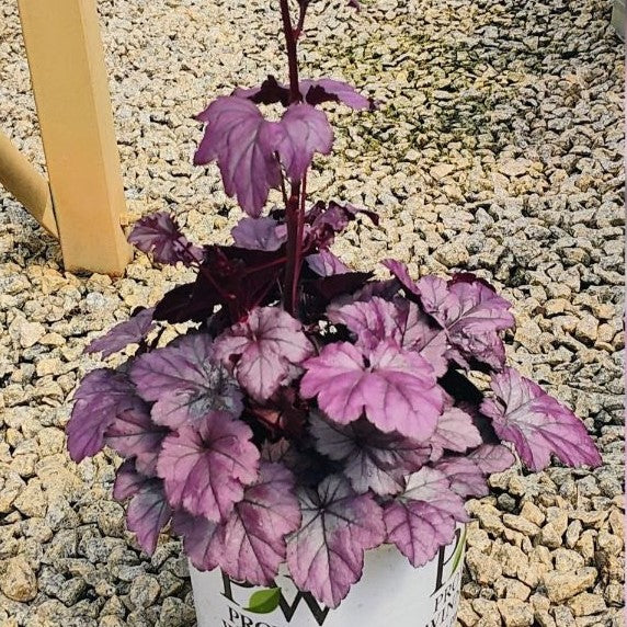 Heuchera 'Wildberry' ~ Dolce® Wildberry Heuchera