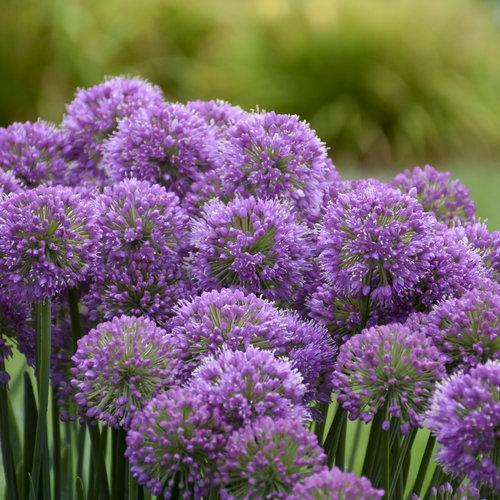 Allium ‘Serendipity’ ~ Serendipity Ornamental Onion