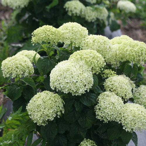 Hydrangea arborescens 'NCHA8' ~ Invincibelle® Limetta Smooth Hydrangea