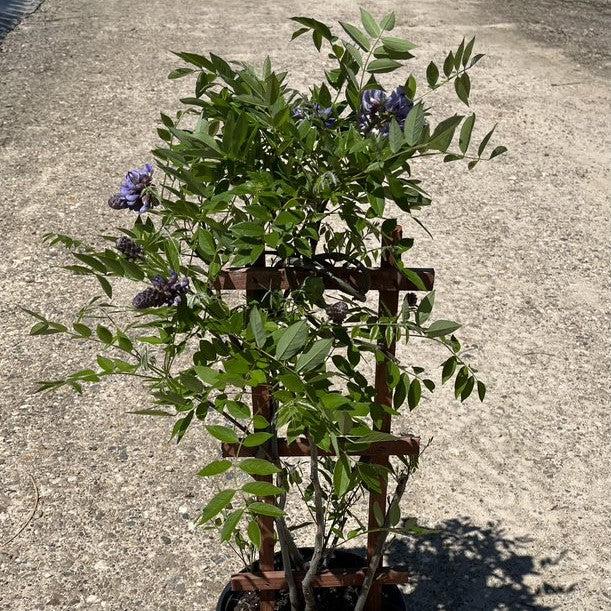 Wisteria frutescens 'Amethyst Falls' ~ Amethyst Falls Wisteria