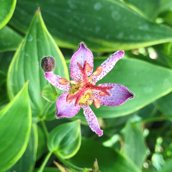 Tricyrtis formosana 'Gilt Edge' ~ Gilt Edge Toad Lily