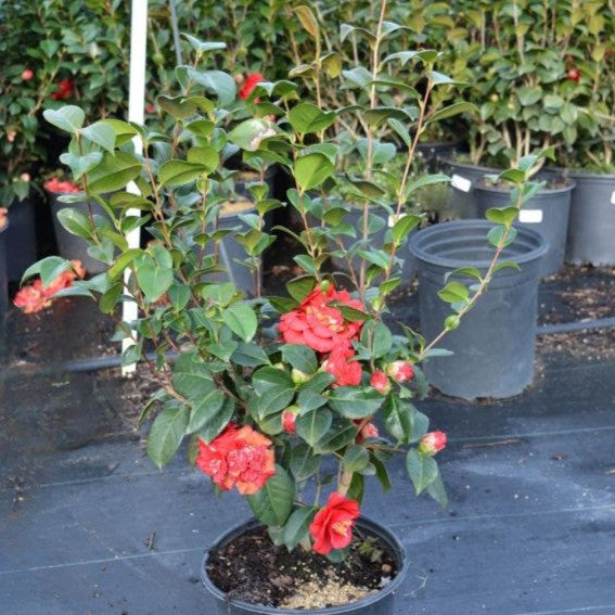 Camellia japonica 'April Tryst' ~ April Tryst Camellia