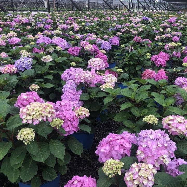 Hydrangea macrophylla 'P11HM-11' ~ Endless Summer® Bloomstruck® Hydrangea