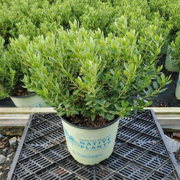Ilex glabra 'Alexander' ~ Forever Emerald™ Inkberry