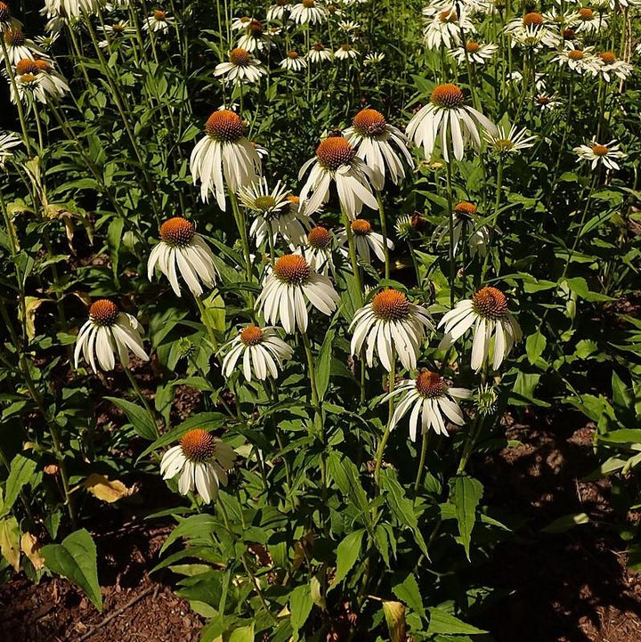 Echinacea purpurea 'White Swan' ~ White Swan Echinacea, Coneflower