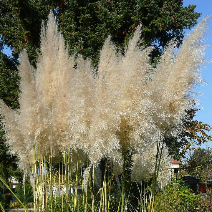 Cortaderia selloana ~ Pampas Grass