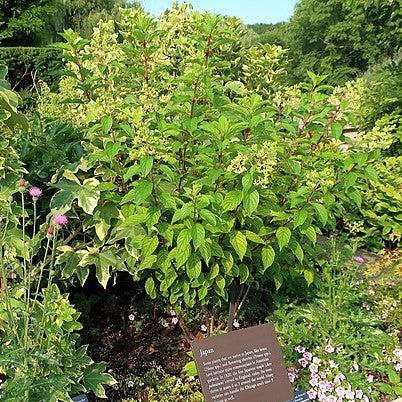 Hydrangea paniculata 'Renhy' ~ First Editions® Vanilla Strawberry™ Hydrangea