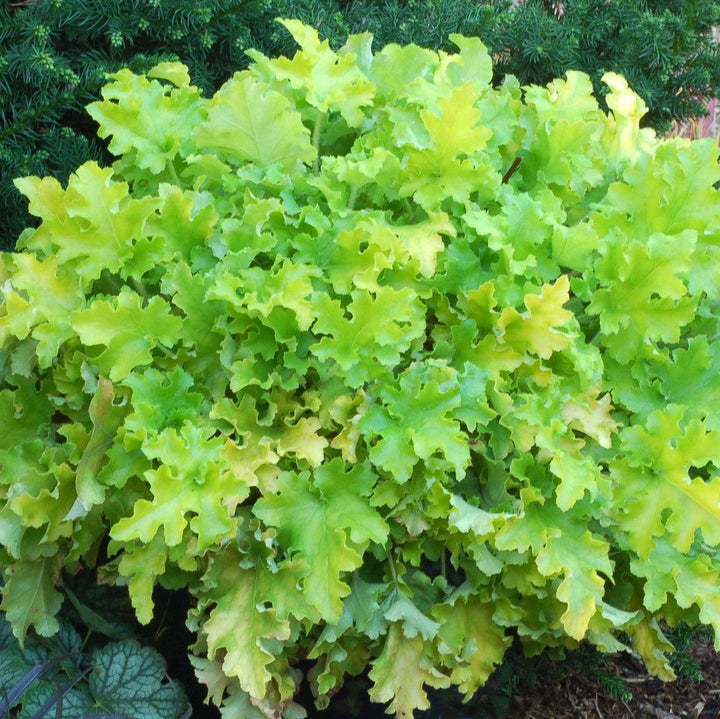 Heuchera ‘Lime Marmalade’ ~ Lime Marmalade Heuchera