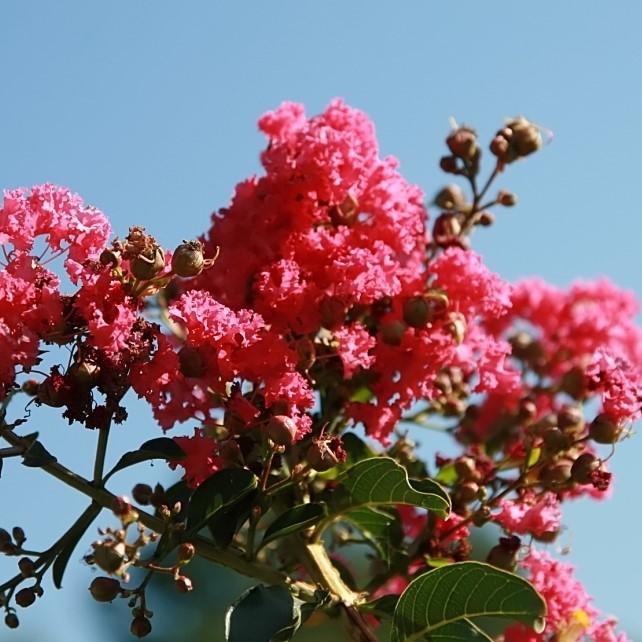 Lagerstroemia indica x fauriei 'Tuscarora' ~ Tuscarora Crape Myrtle