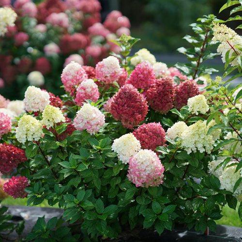 Hydrangea paniculata 'SMNHPH' PP33,207 ~ Proven Winners® Little Lime Punch® Hydrangea