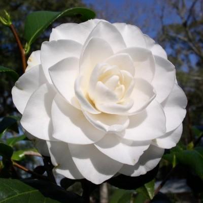 Camellia japonica 'Seafoam' ~ Seafoam Camellia