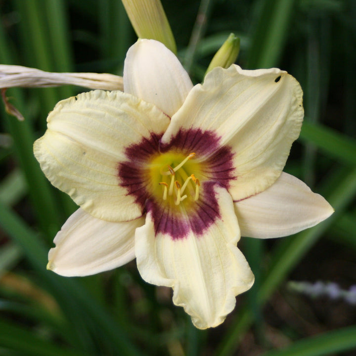 Hemerocallis 'Pandora's Box' ~ Pandora's Box Daylily