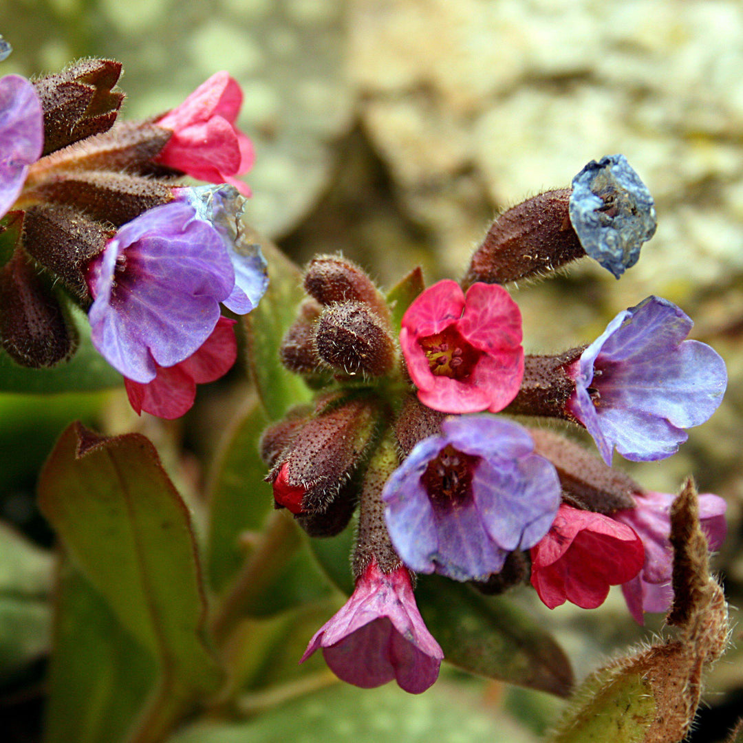 Pulmonaria 'High Contrast' ~ High Contrast Lungwort