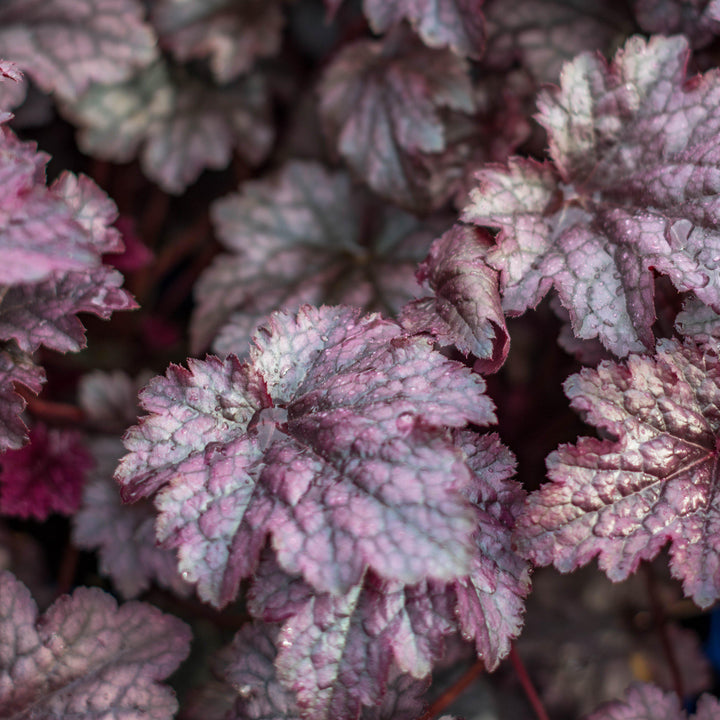 Heuchera x 'Plum Pudding' ~ Plum Pudding Coral Bells, Heuchera