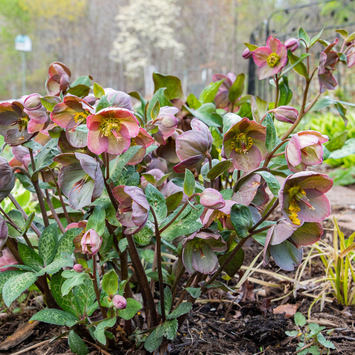 Helleborus × ballardiae 'COSEH 810' ~ HGC® Merlin Lenten Rose