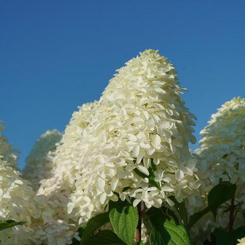 Hortensia paniculata 'SMNHPM' ~ Hortensia Quick Fire Fab®