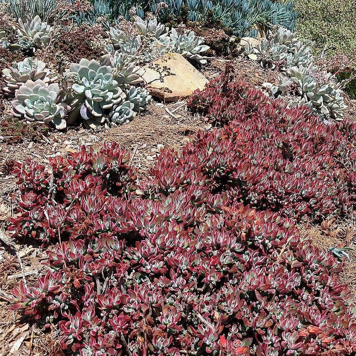 Sedum spurium 'Schorbuser Blut' ~ Dragon's Blood Stonecrop