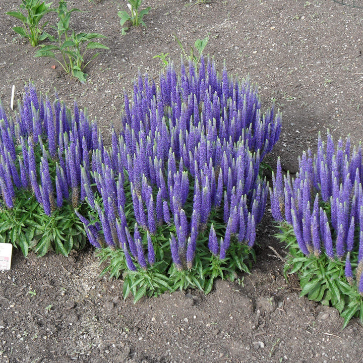 Veronica spicata 'Glory' ~ Royal Candles Speedwell