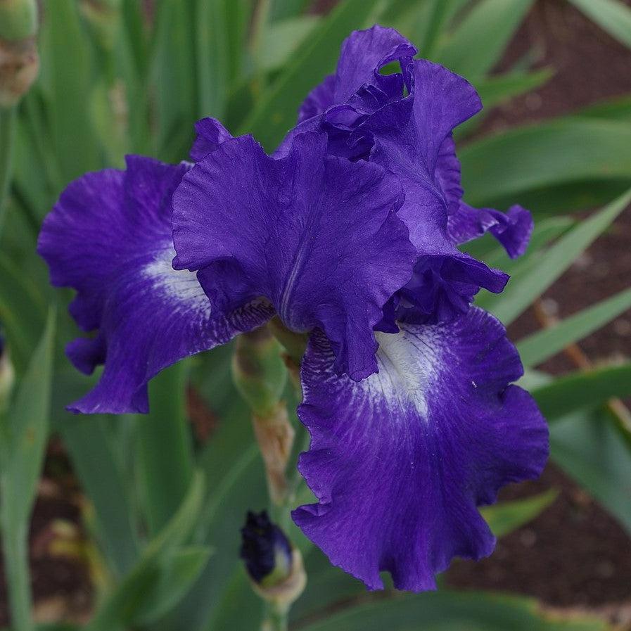 Iris germanica 'Starwoman' ~ Starwoman Bearded Iris