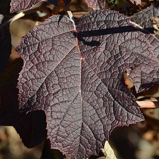 Hydrangea quercifolia 'Pee Wee' ~ Hortensia de hoja de roble Pee Wee