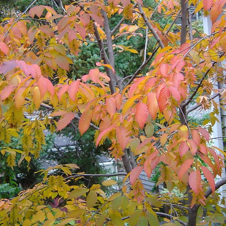 Carpinus caroliniana ~ American Hornbeam, Musclewood