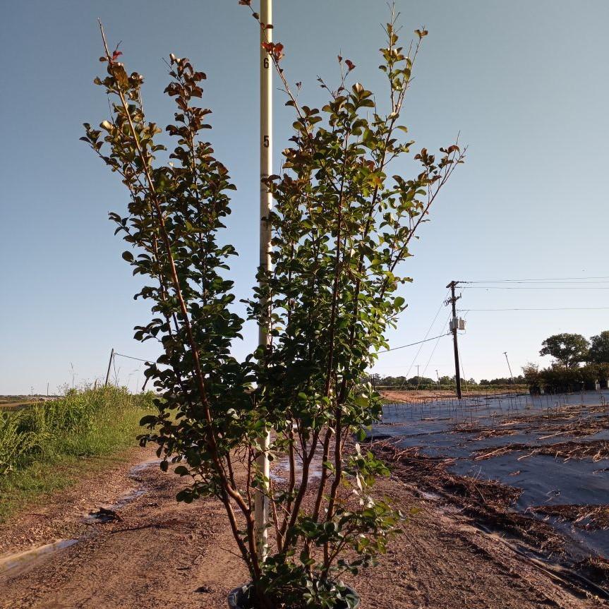 Lagerstroemia indica 'Whit II' PP0296 ~ Dynamite® Crape Myrtle