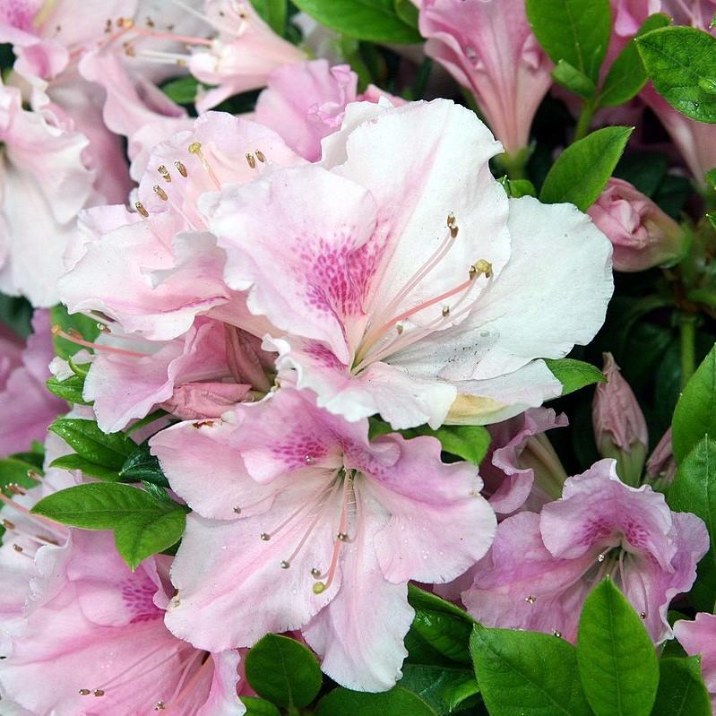 Rododendro 'Robleja' ~ Encore® Autumn Sweetheart™ Azalea