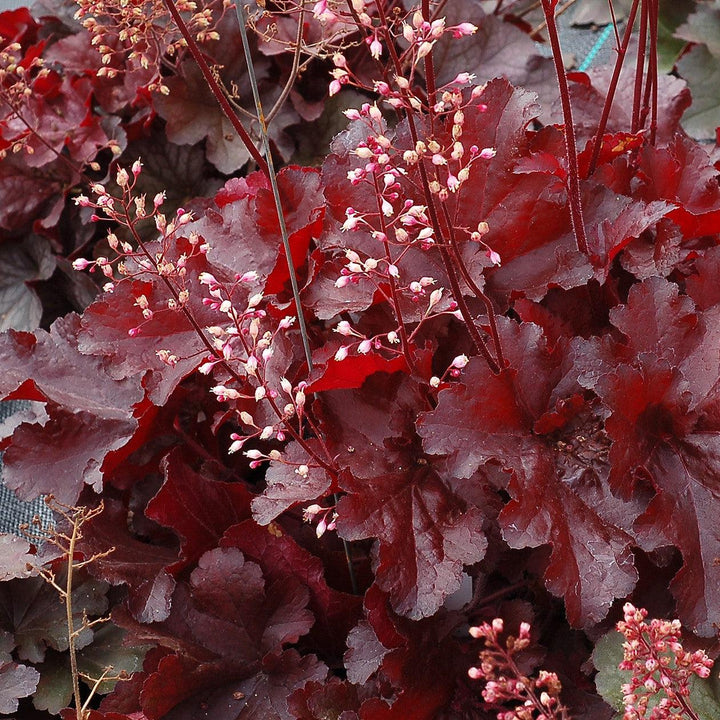 Heuchera x 'TNHEUFR' ~ Forever® Red Heuchera, Coral Bells