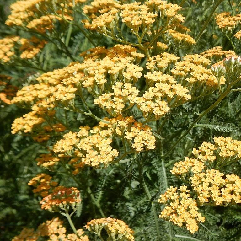 Achillea x 'Moonshine' ~ Moonshine Yarrow