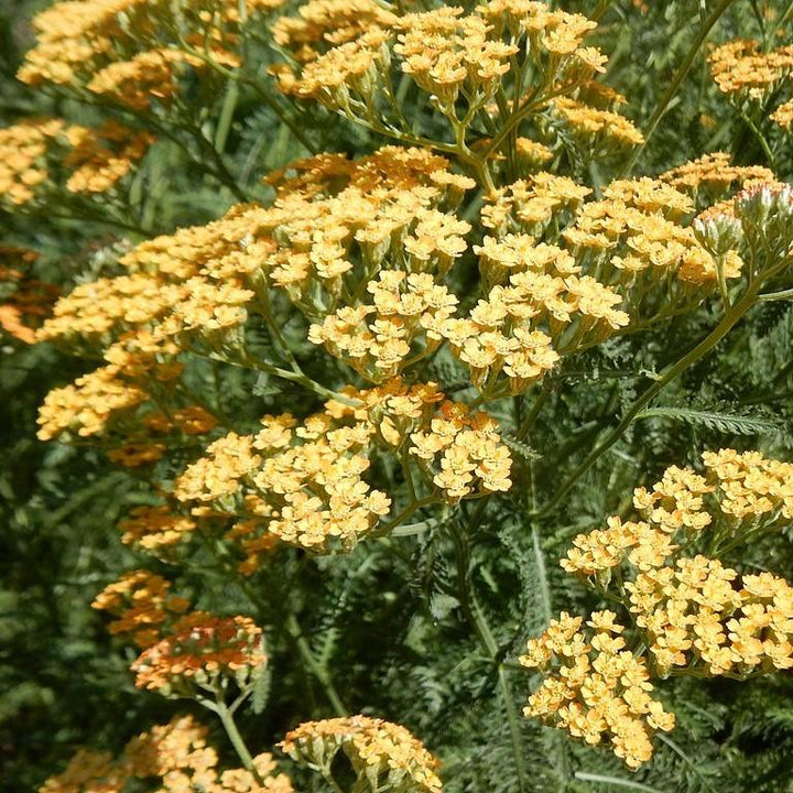 Achillea x 'Moonshine' ~ Moonshine Yarrow