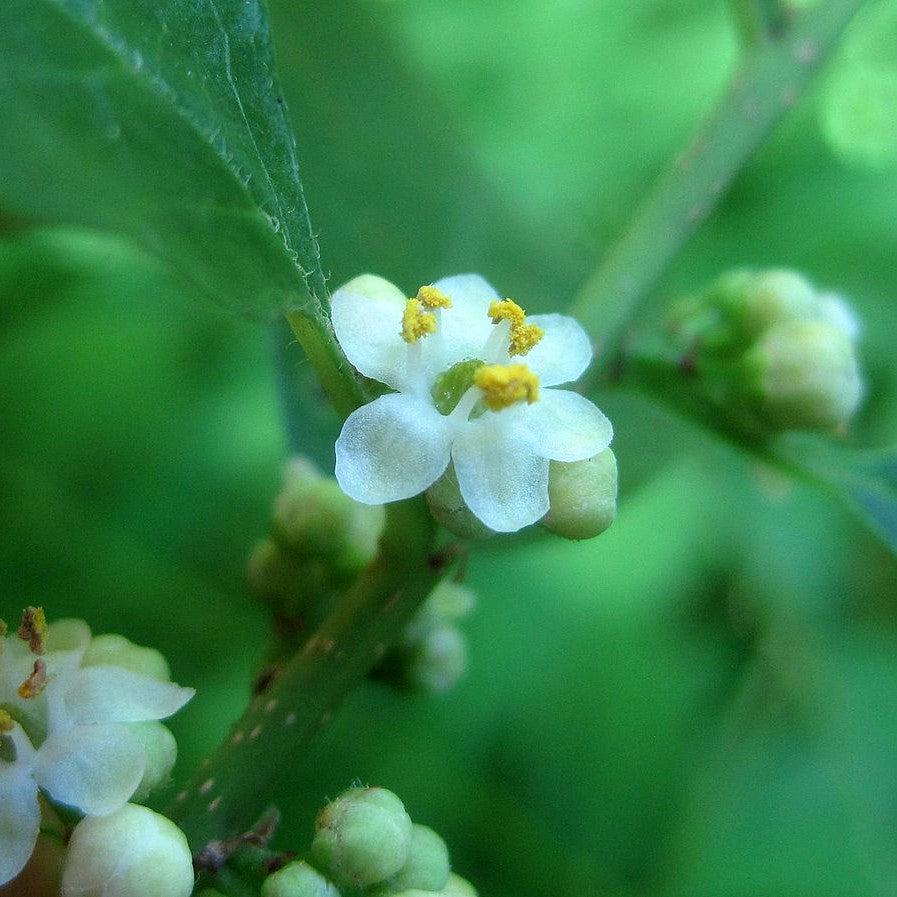 Ilex verticillata 'Jim Dandy' ~ Jim Dandy Winterberrry