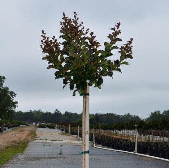 Lagerstroemia indica 'GAMAD VI' PP22,161 ~ Berry Dazzle® Dwarf Crape Myrtle