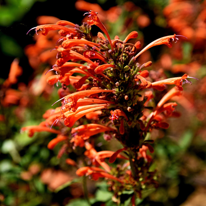 Agastache ‘Kudos Mandarin’ ~ Kudos™ Mandarin Hummingbird Mint, Hyssop