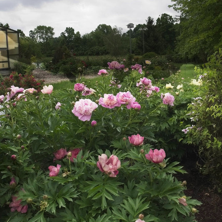 Paeonia lactiflora 'Sorbet' ~ Sorbet Peony