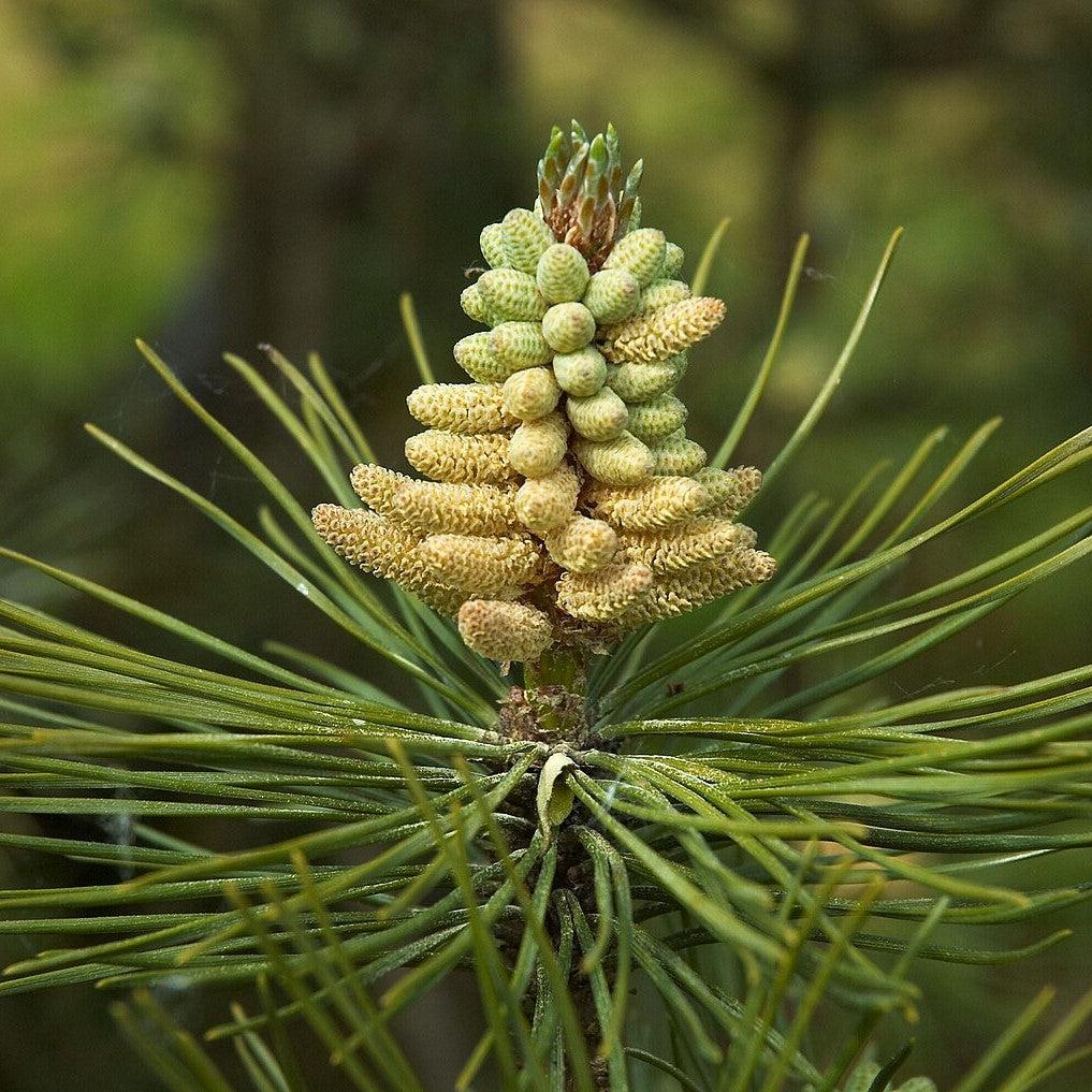 Pinus nigra ~ Black Pine