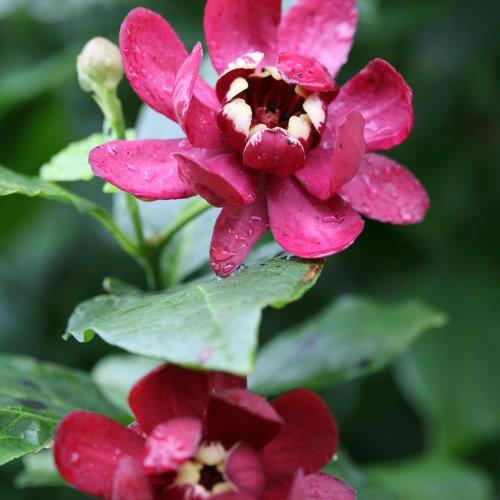 Calycanthus 'Aphrodite' ~  Aphrodite Sweetshrub