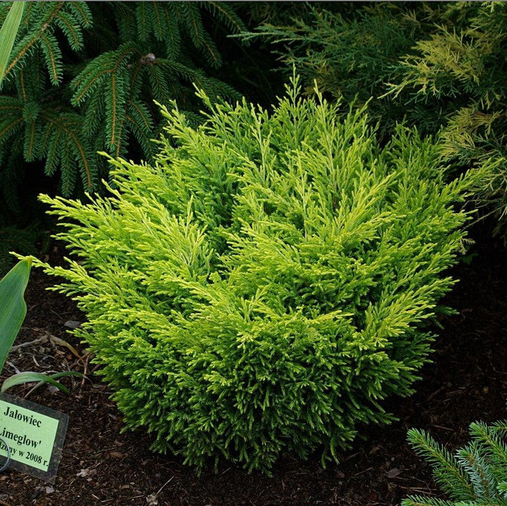 Juniperus horizontalis 'Limeglow' ~ Limeglow Creeping Juniper