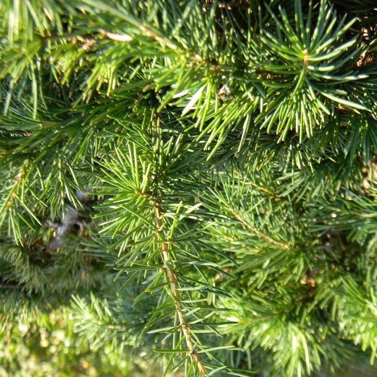 Cedrus deodara 'Divinely Blue' ~ Divinely Blue Deodar Cedar