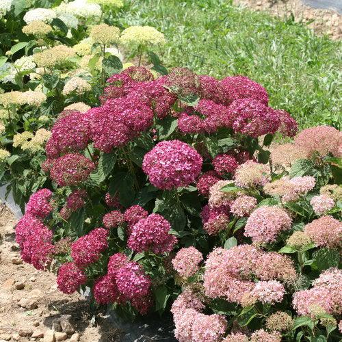 Hydrangea arborescens 'NCHA7' PP 30,358 ~ Invincibelle Mini Mauvette® Smooth Hydrangea