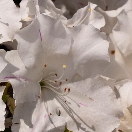 Rododendro 'Roblex' ~ Encore® Autumn Lily™ Azalea