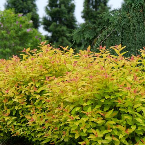 Spiraea japonica 'NCSX1' ~ Double Play® Candy Corn® Spirea