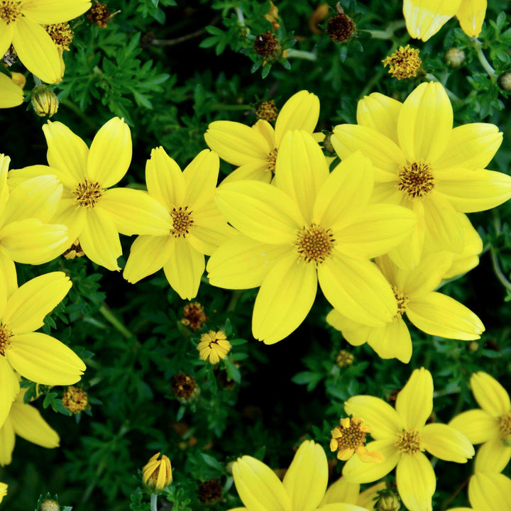 Coreopsis x 'Citrine' ~ Citrine Tickseed