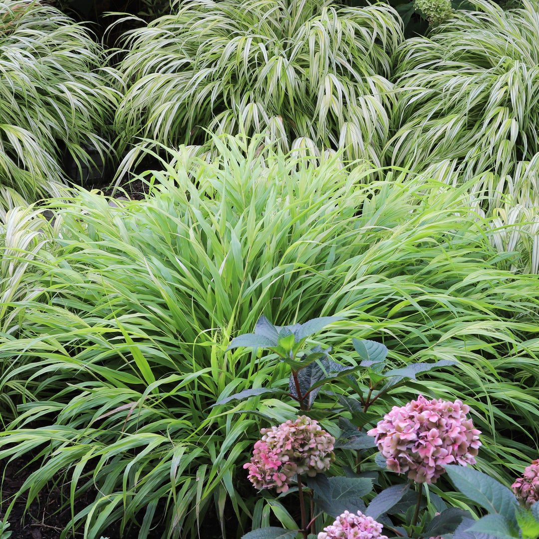 Hakonechloa macra ~ Hierba del bosque japonesa, Hierba Hakone