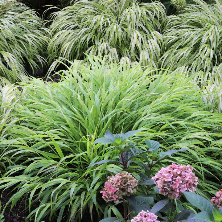 Hakonechloa macra ~ Hierba del bosque japonesa, Hierba Hakone