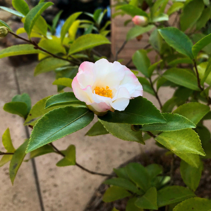 Camelia sasanqua 'Yoi Machi' ~ Yoi Machi Camelia