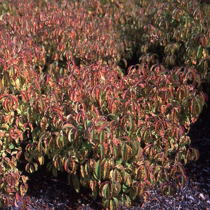 Cornus sericea 'Kelseyi' ~ Cornejo de ramita roja Kelseyi