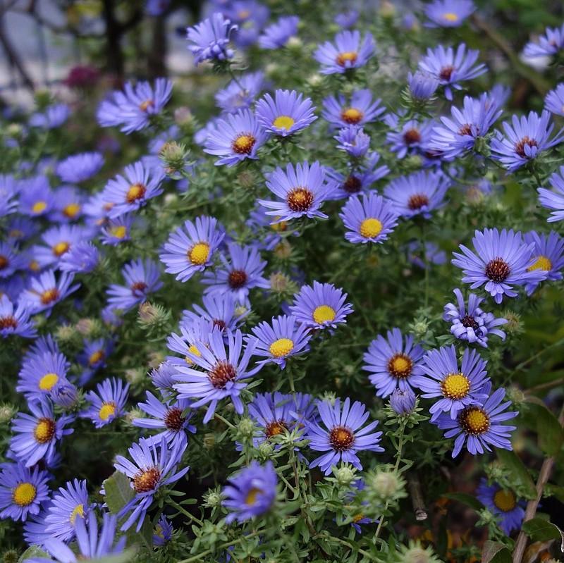 Aster oblongifolium 'October Skies' ~ October Skies Aromatic Aster