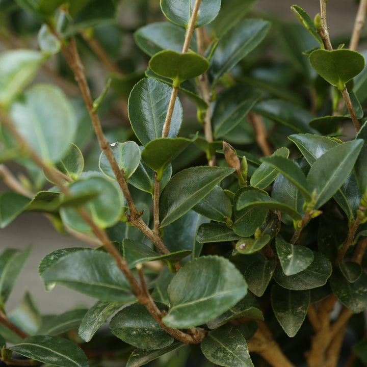 Camellia sasanqua 'Mine-No-Yuki' ~ White Doves Camellia