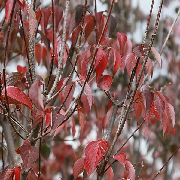 Cornus 'Rutdan' ~ Cornejo Celestial®